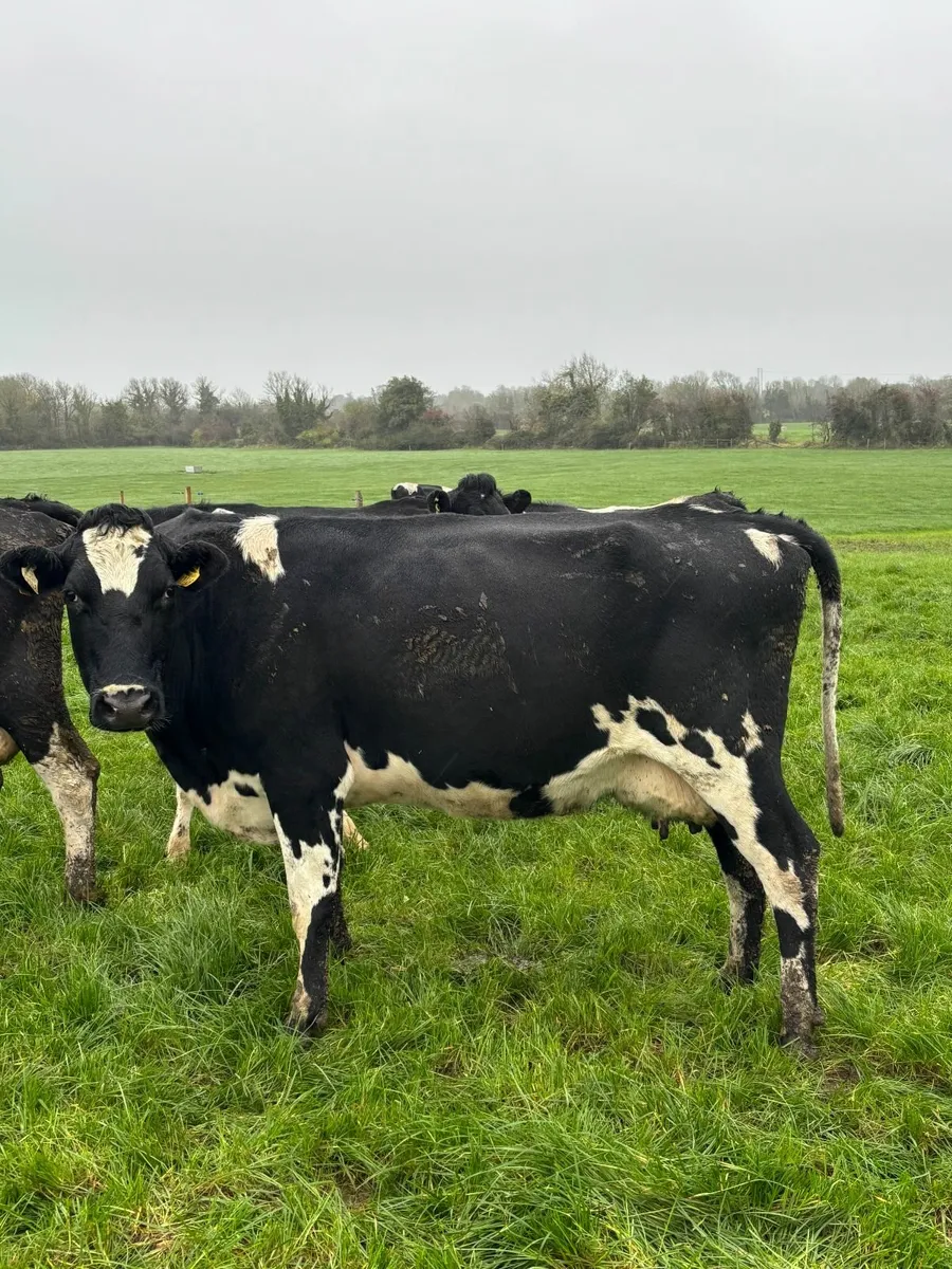 Late Calving cows (still in milk) /heifer - Image 2