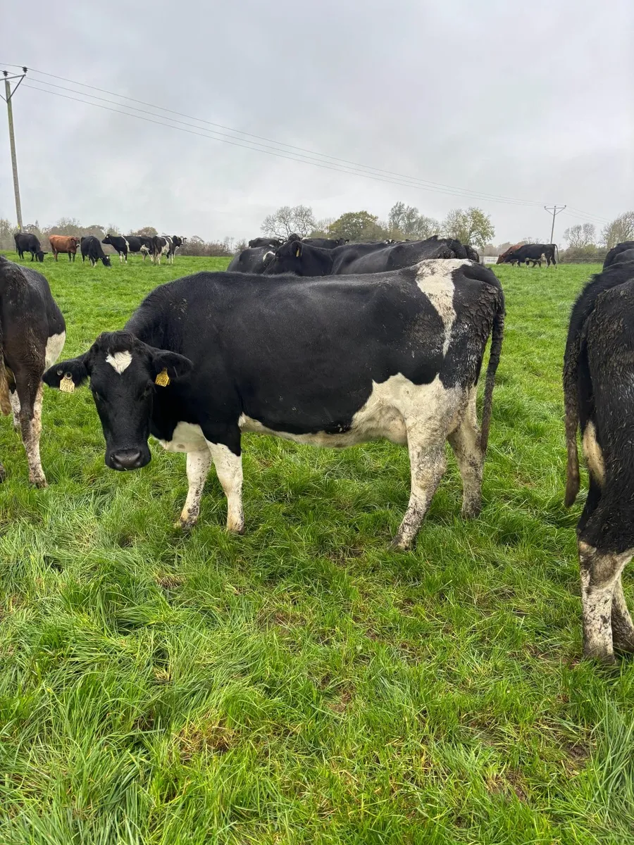 Late Calving cows (still in milk) /heifer - Image 3