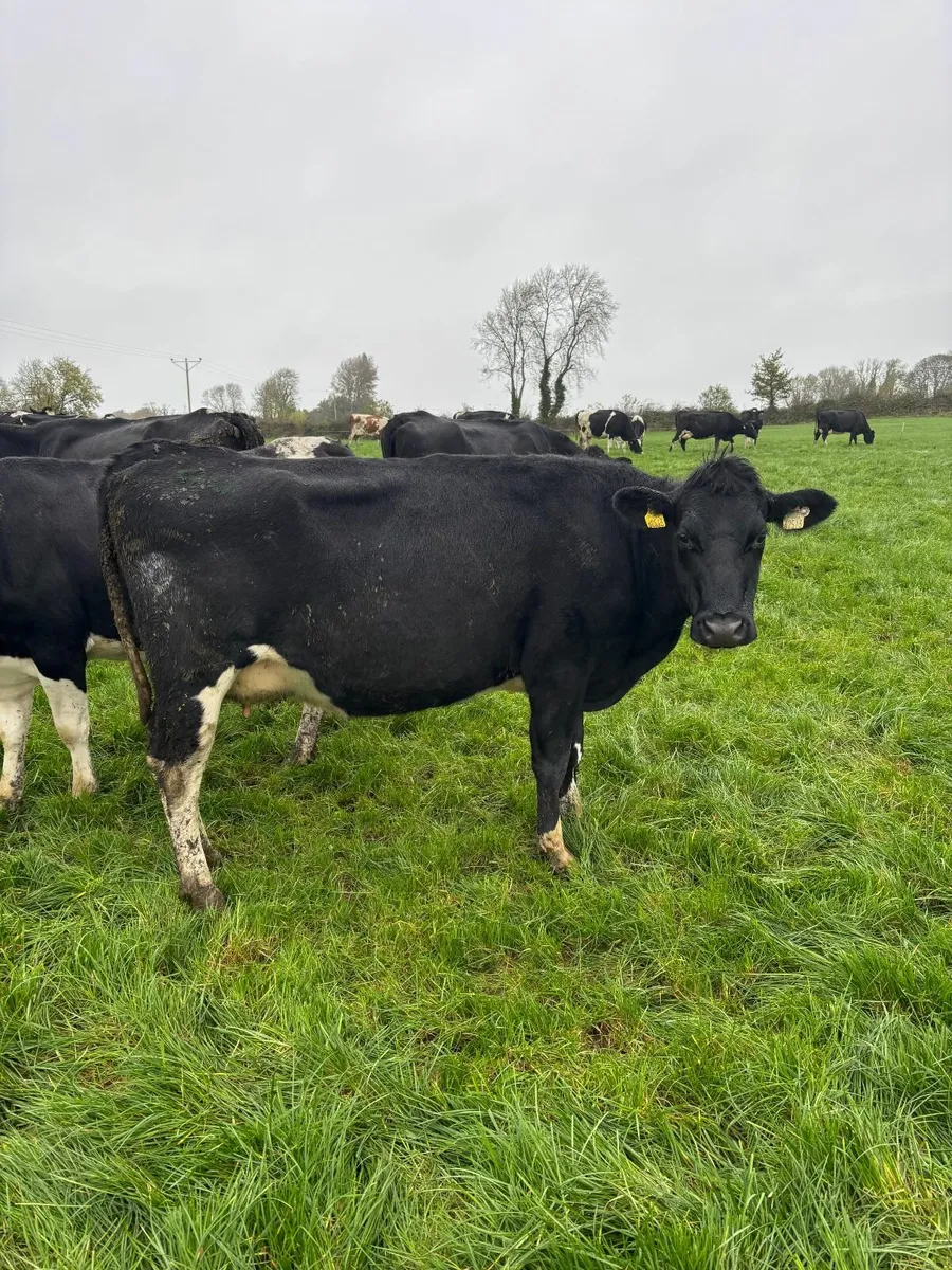 Late Calving cows (still in milk) /heifer - Image 4