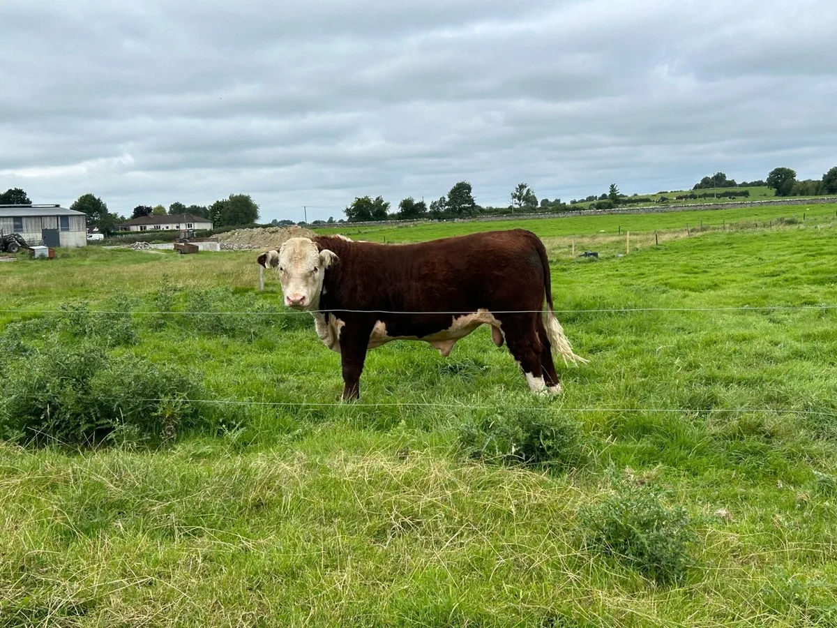 PBR Hereford bulls - Image 3