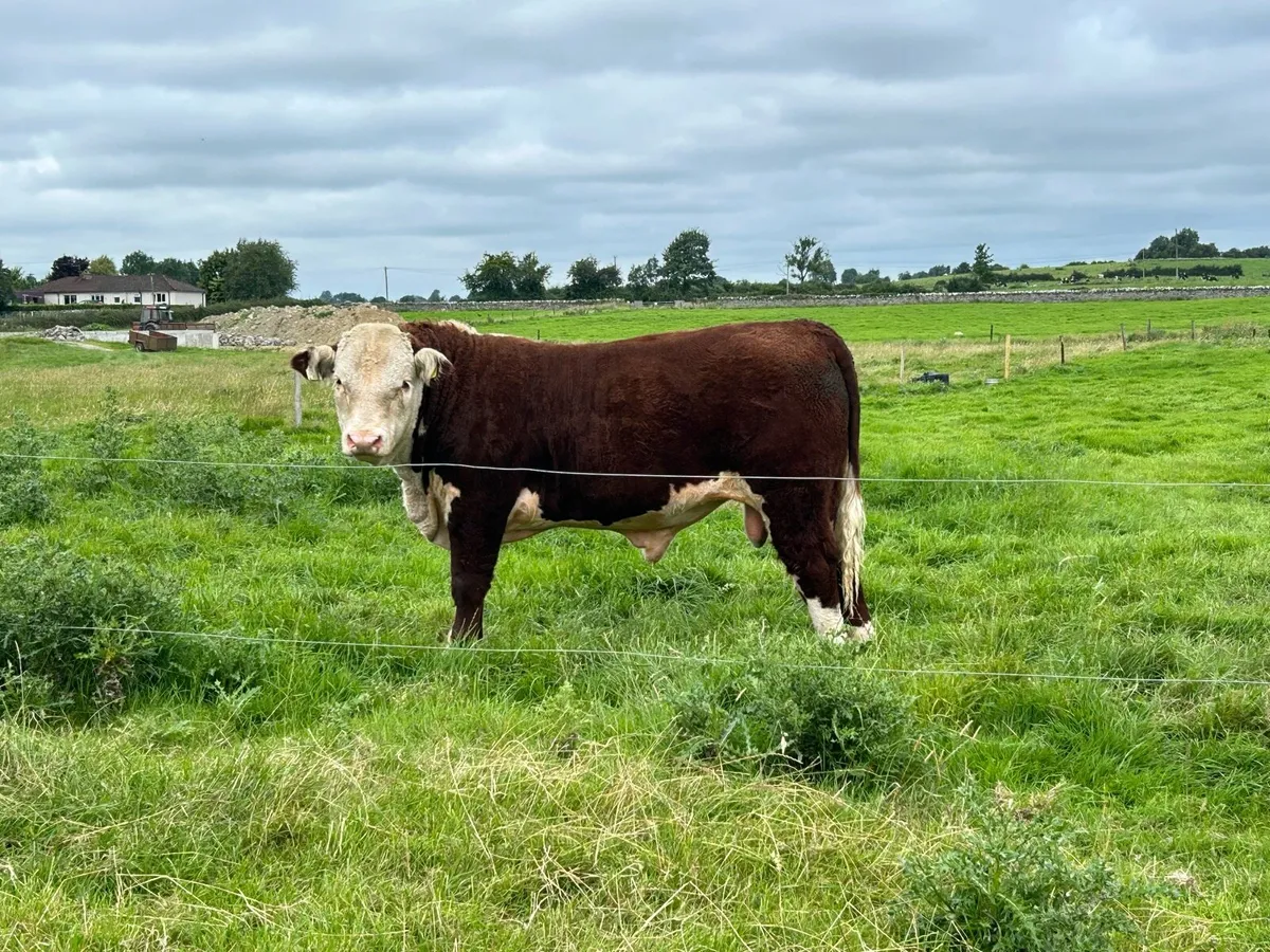 PBR Hereford bulls - Image 4