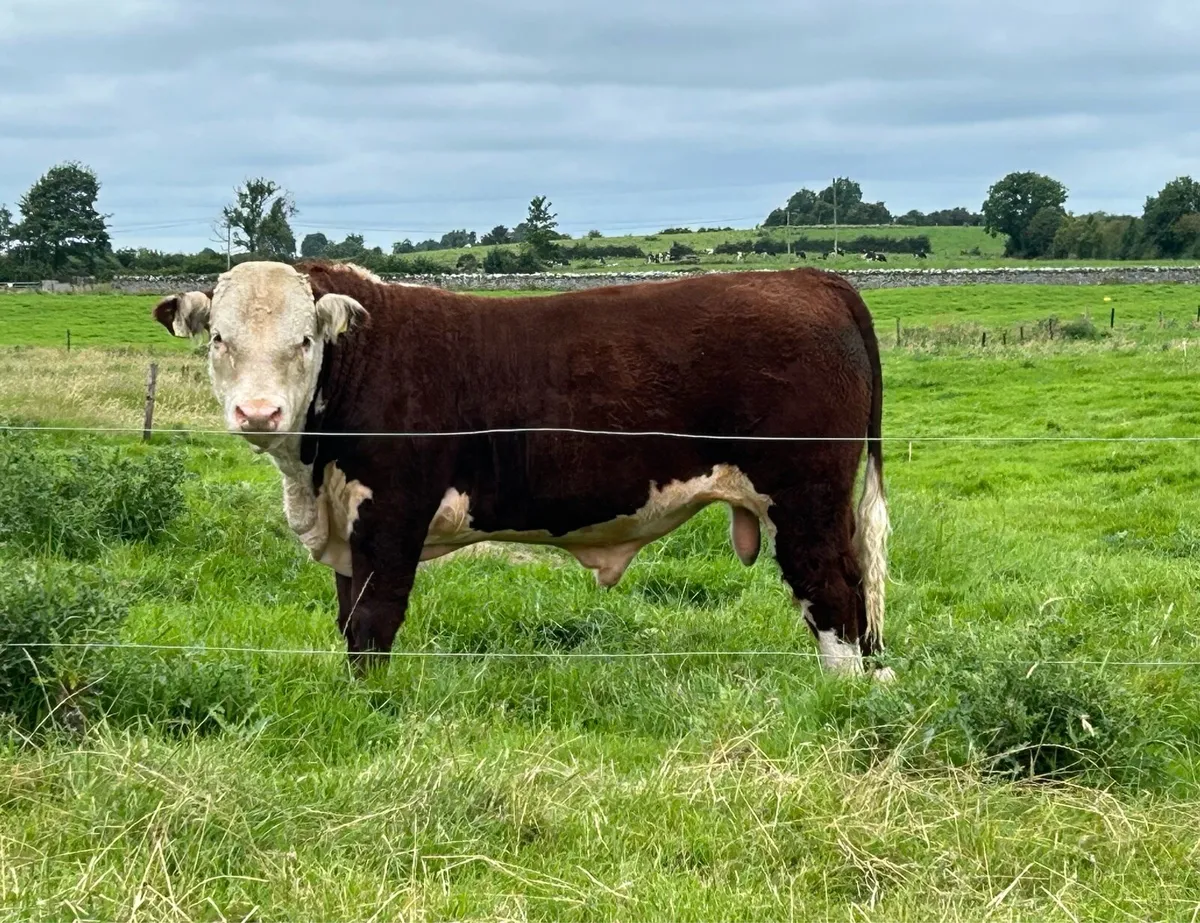 PBR Hereford bulls - Image 1
