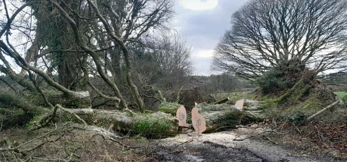 Seasoned firewood - Image 2