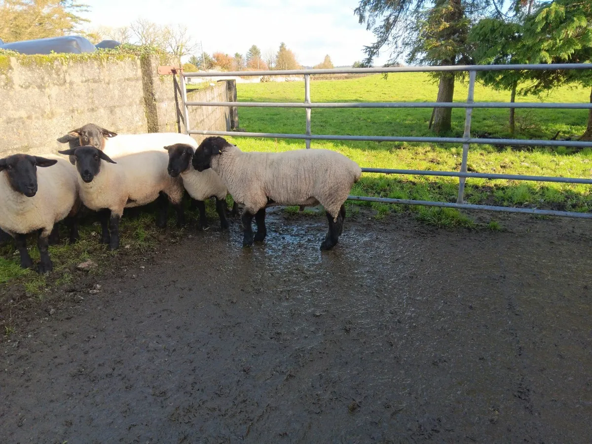 Suffolk ram - Image 4