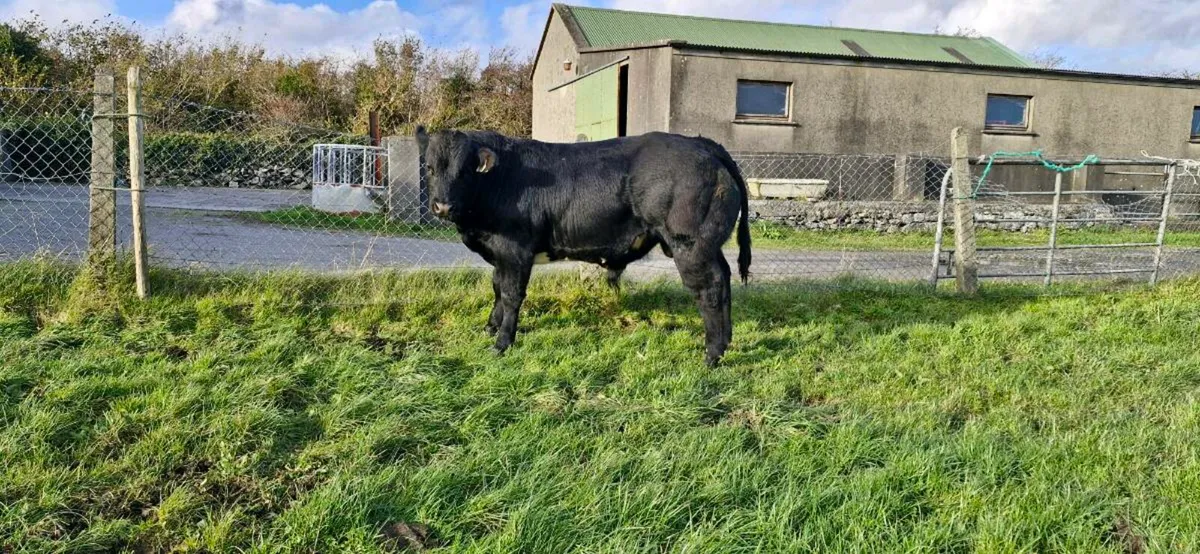 Export tested/Vaccinated Weanlings - Image 1