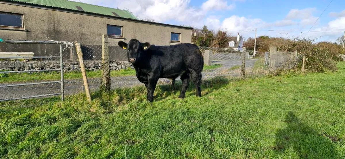Export tested/Vaccinated Weanlings - Image 2