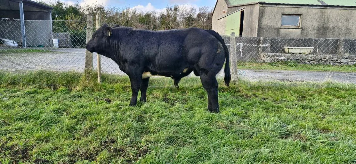 Export tested/Vaccinated Weanlings - Image 3