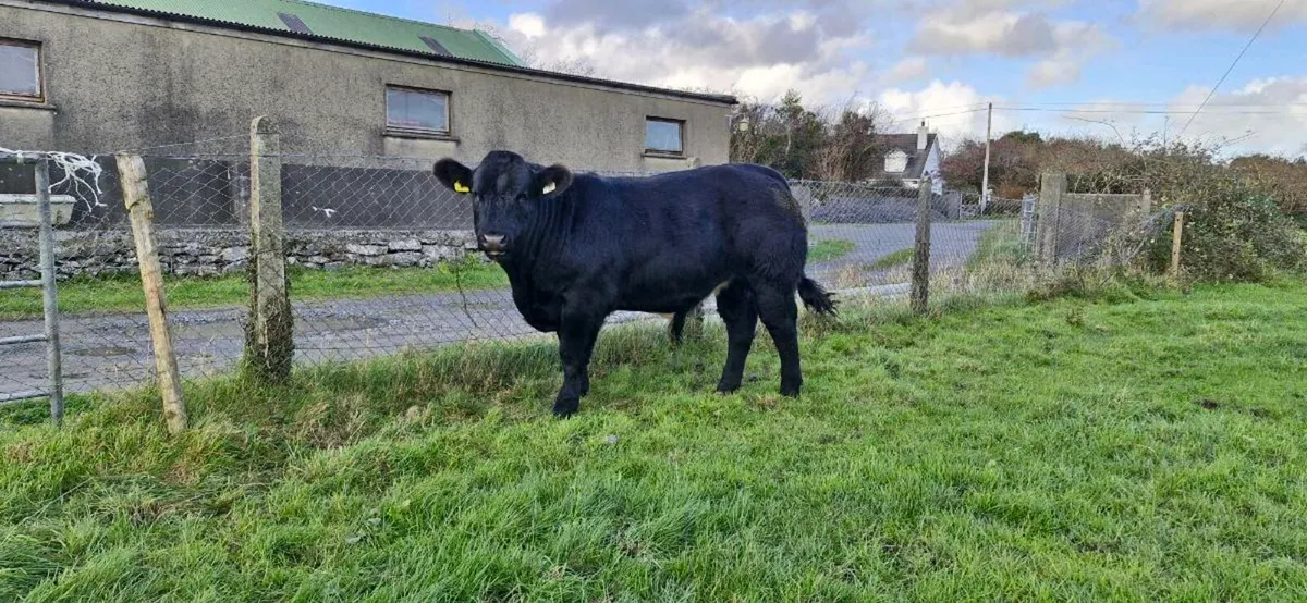 Export tested/Vaccinated Weanlings - Image 4