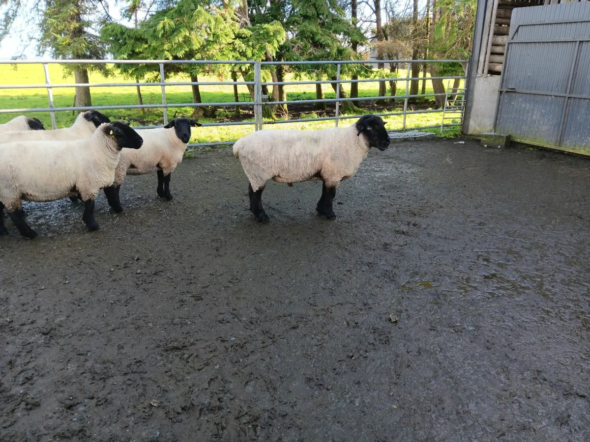 Suffolk ram - Image 2