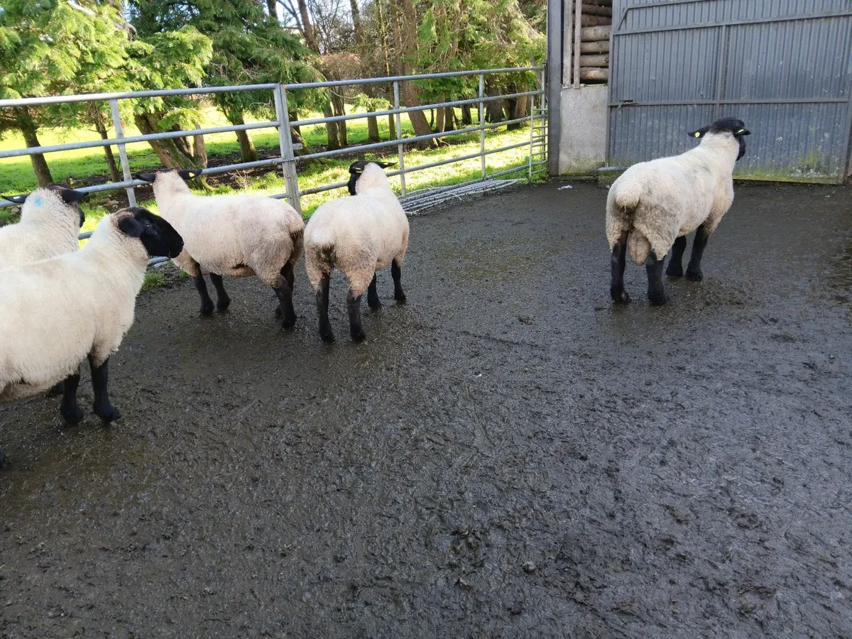 Suffolk ram - Image 3