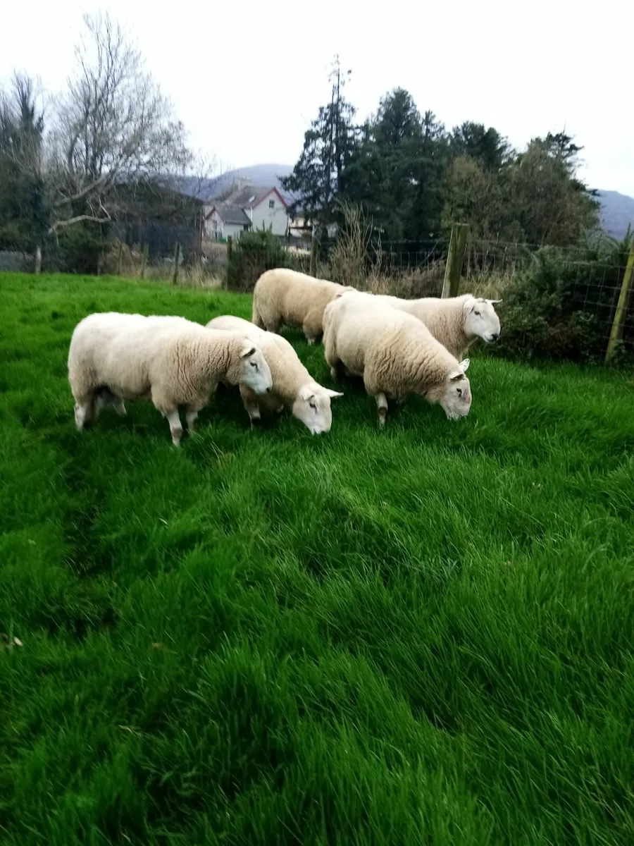 Cheviot, Suffolk & Texel Rams - Image 1
