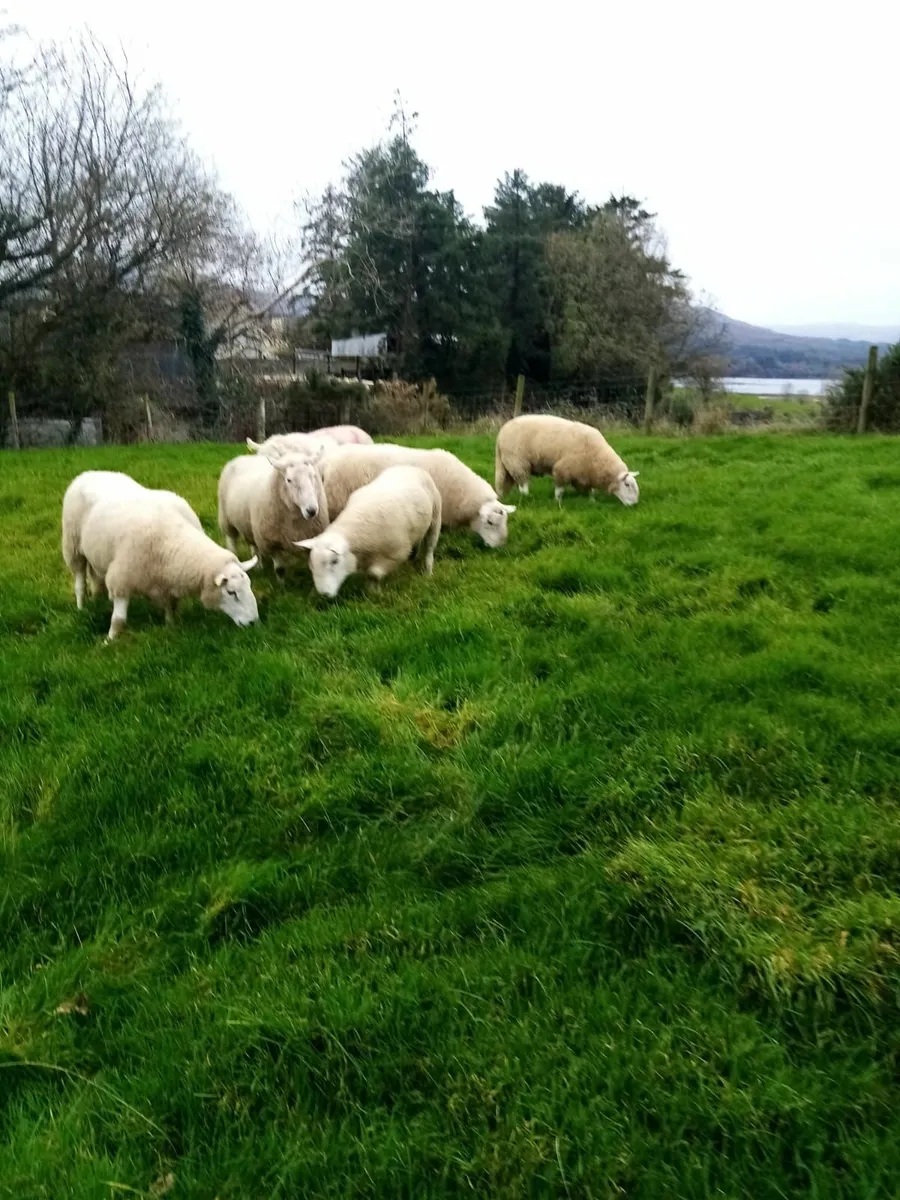 Cheviot, Suffolk & Texel Rams - Image 2