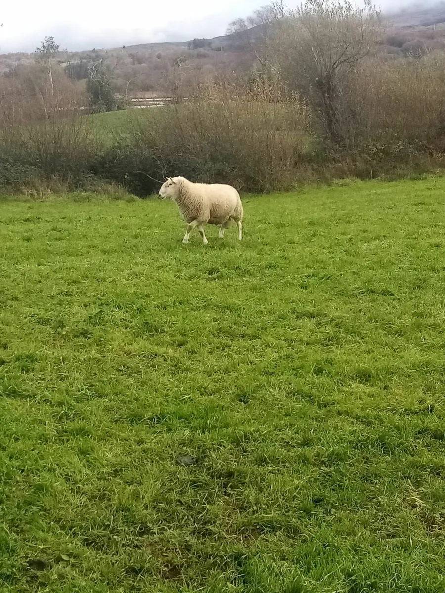 Cheviot, Suffolk & Texel Rams - Image 3