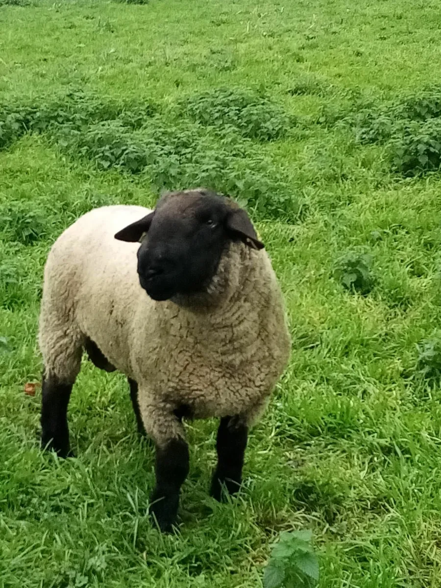 Cheviot, Suffolk & Texel Rams - Image 4