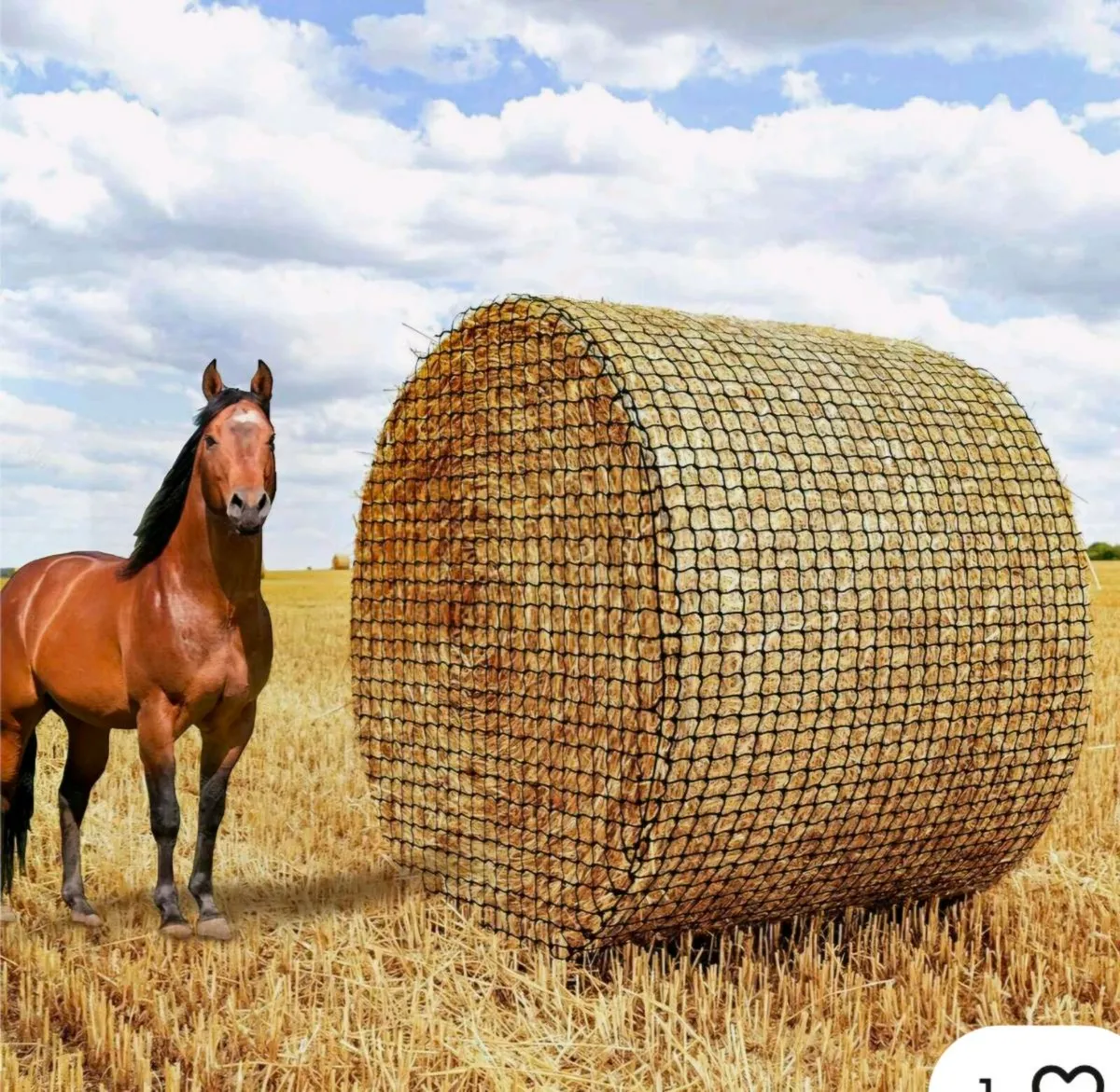 Excellent Quality Hay