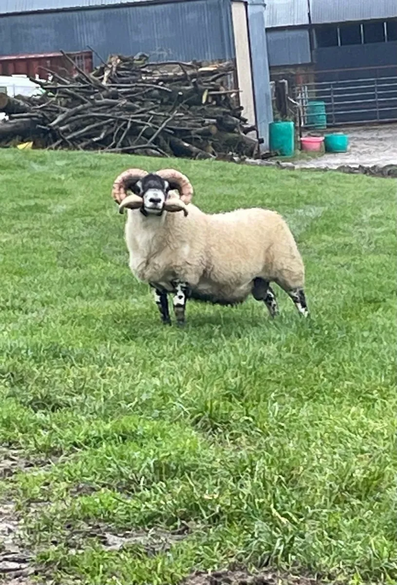 Lanark Shearlings
