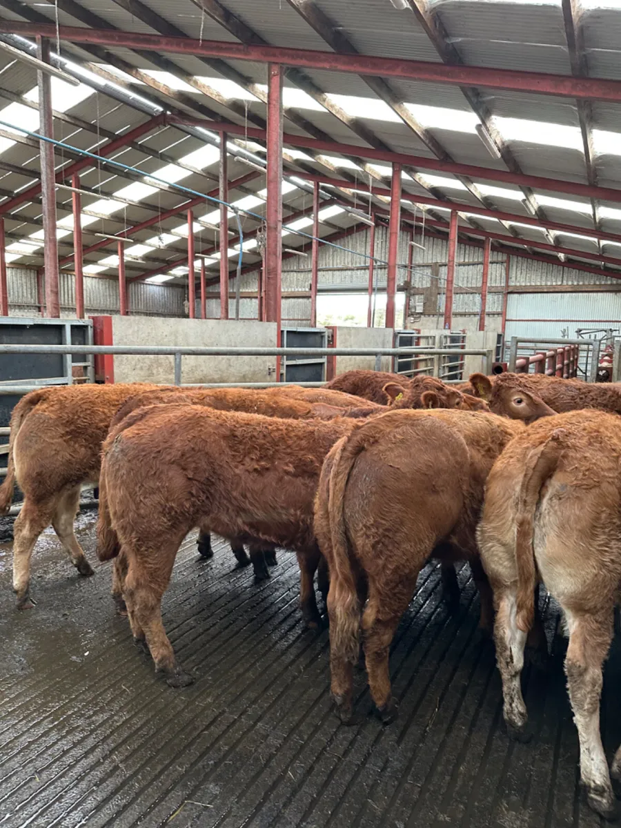 Lim heifers - Image 3