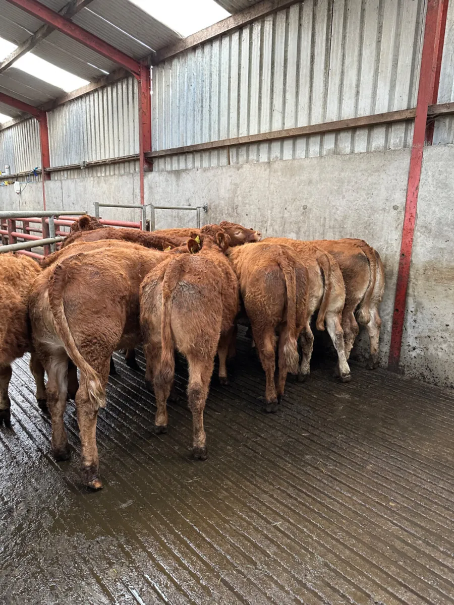 Lim heifers - Image 2