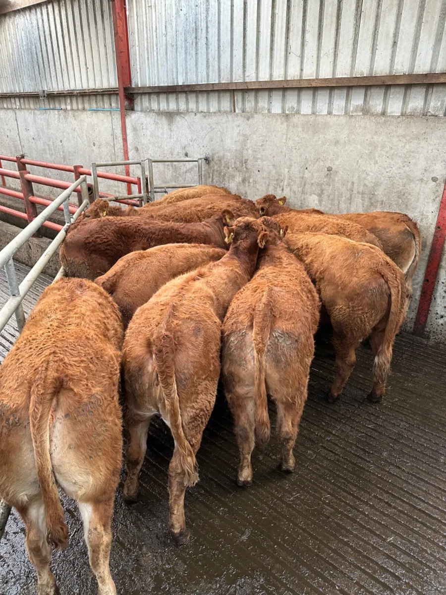 Lim heifers - Image 4