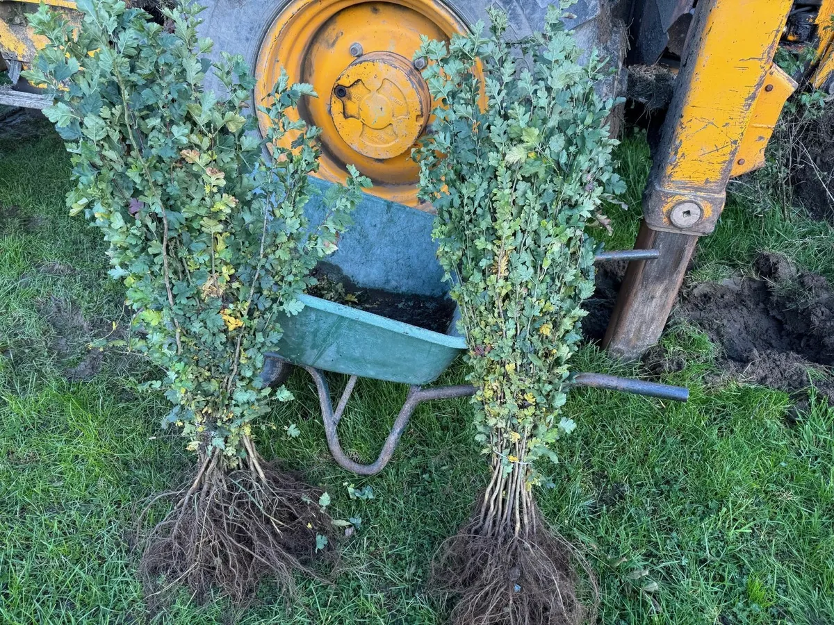 Whitethorn Hedging