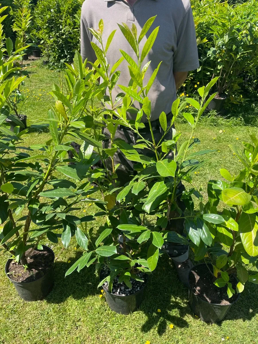 Potted Laurel Hedging ***end of season sales - Image 1