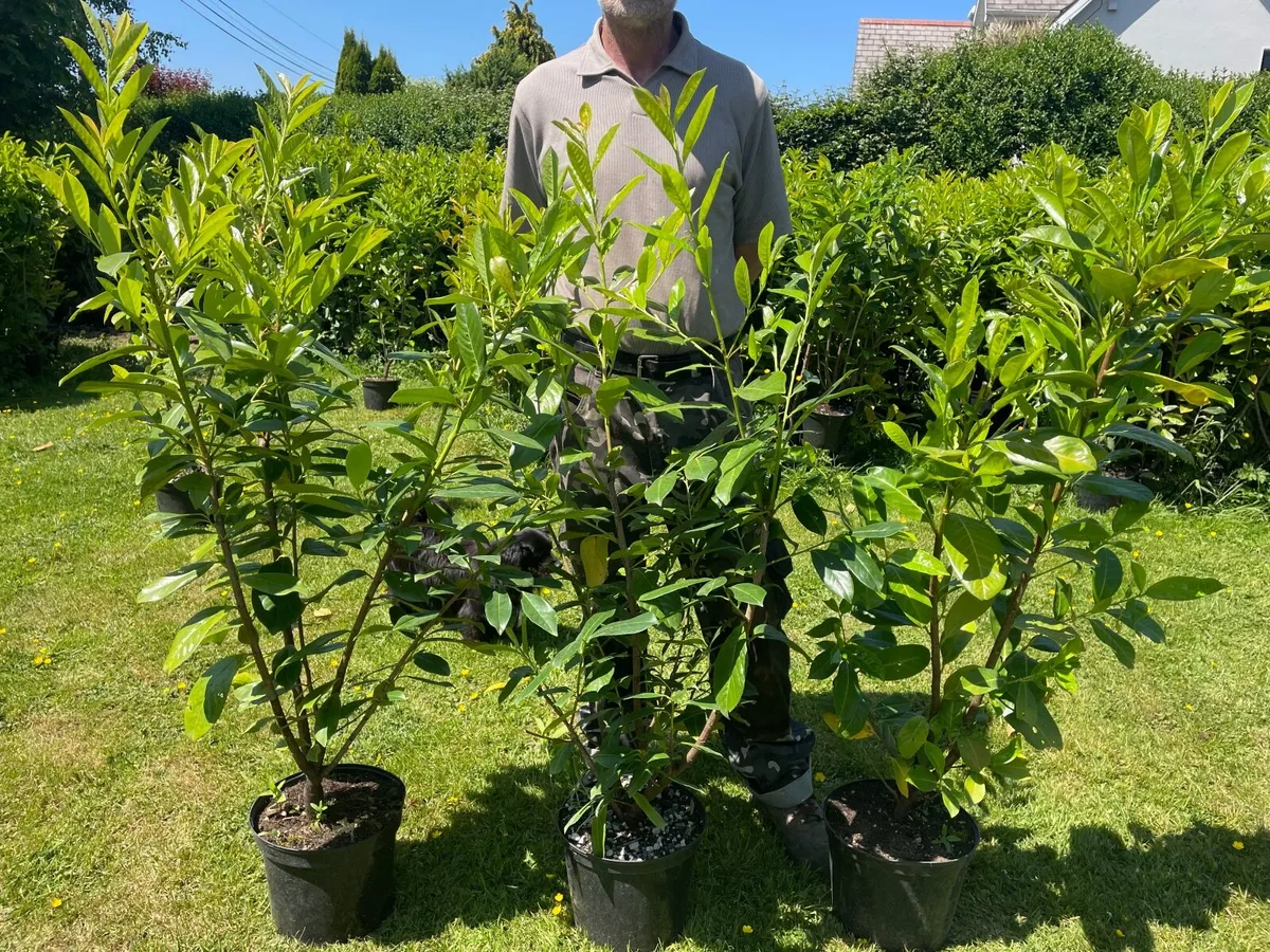 Potted Laurel Hedging ***end of season sales - Image 2