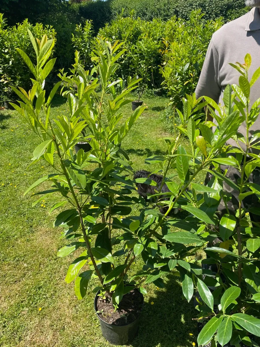 Potted Laurel Hedging ***end of season sales - Image 3