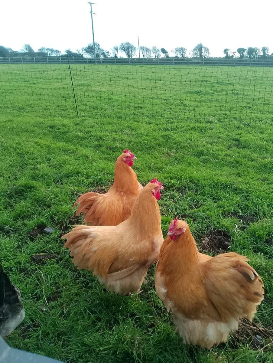 Buff Orpington and French Copper Maran roosters - Image 1