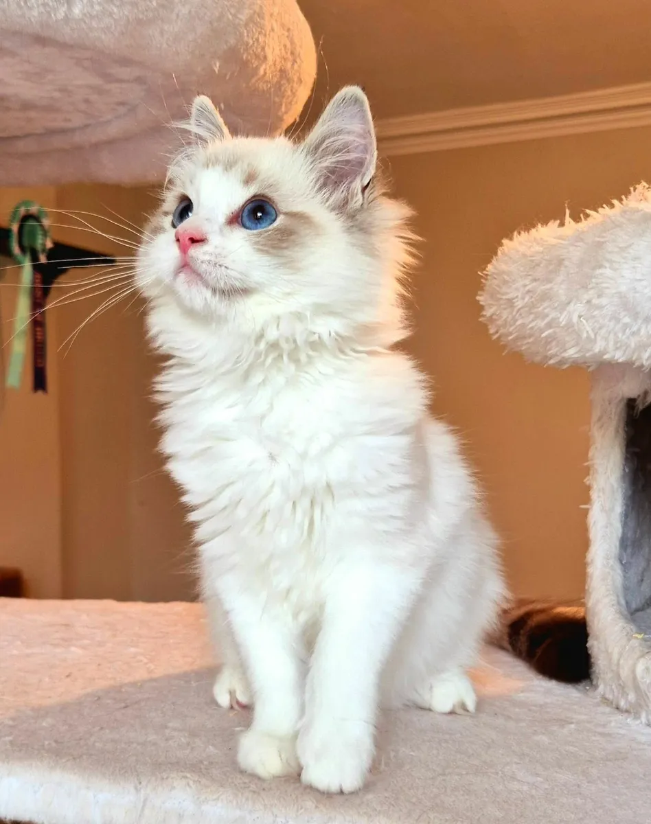 Ragdoll kittens gccf reg - Image 2