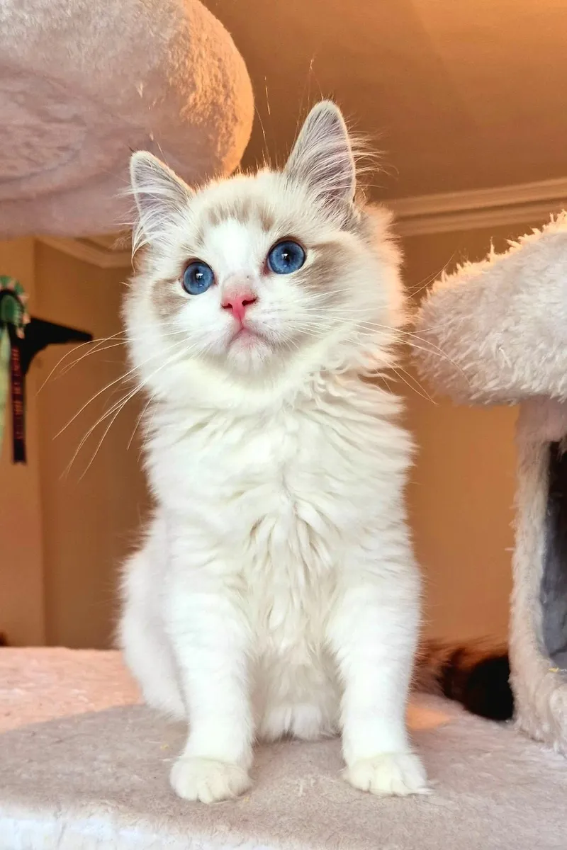 Ragdoll kittens gccf reg - Image 1