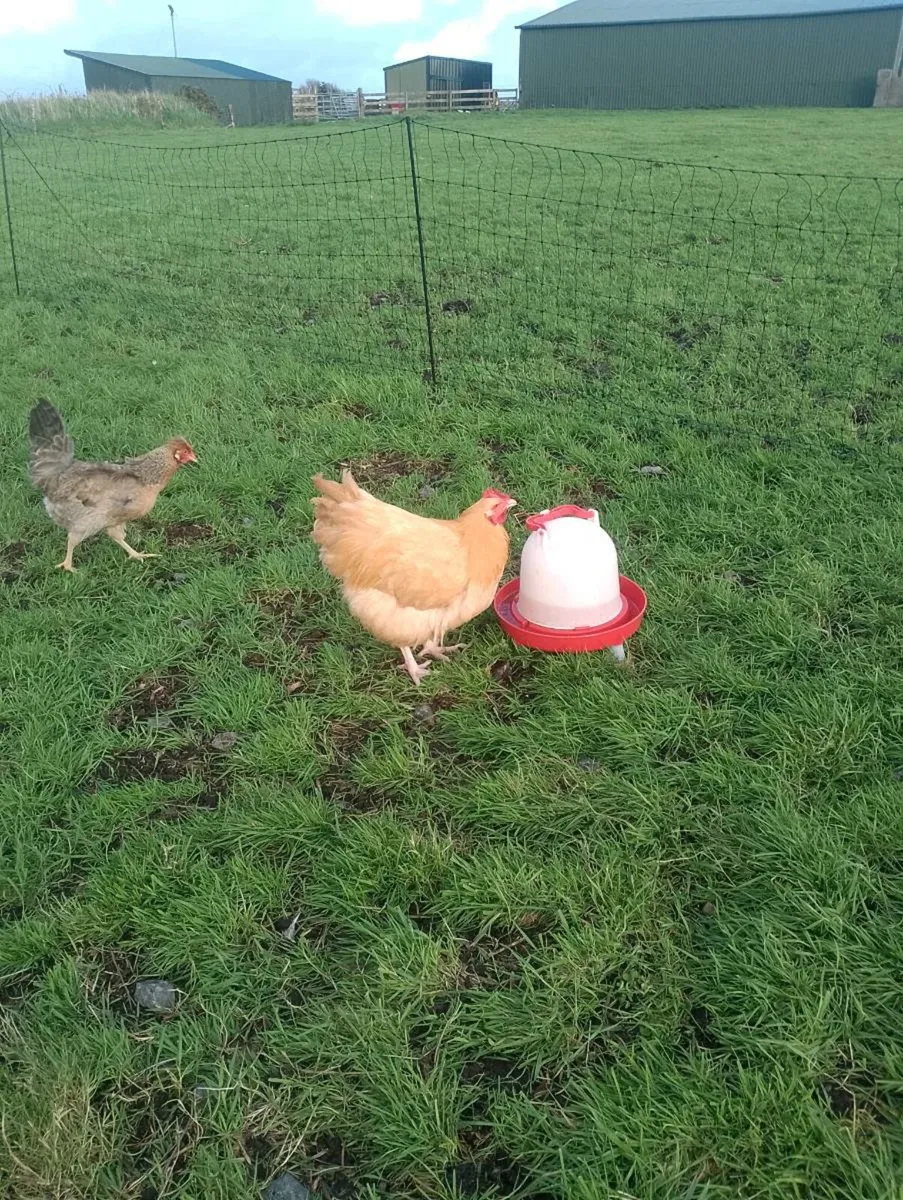 Buff Orpington and French Copper Maran roosters - Image 2