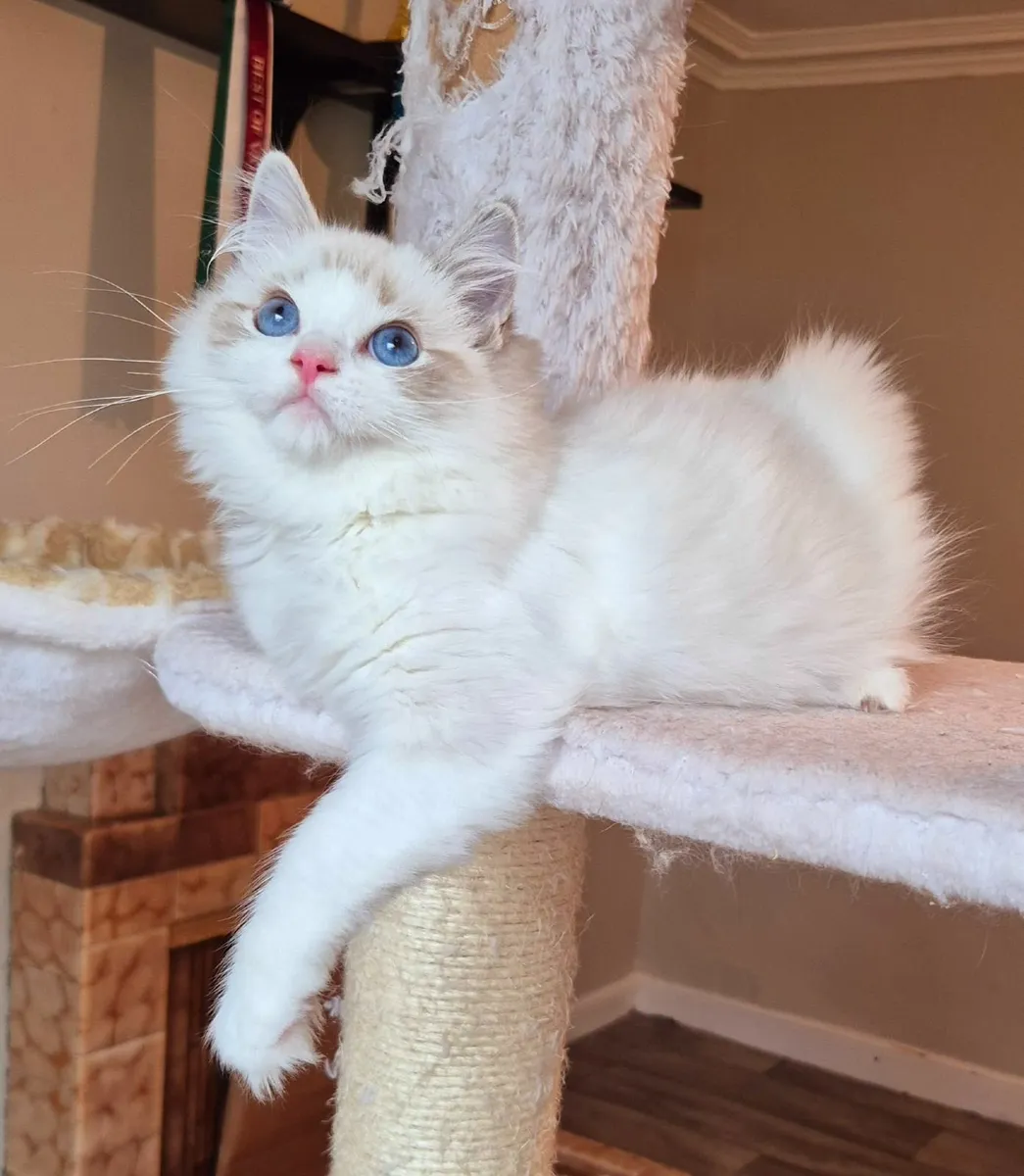 Ragdoll kittens gccf reg - Image 3