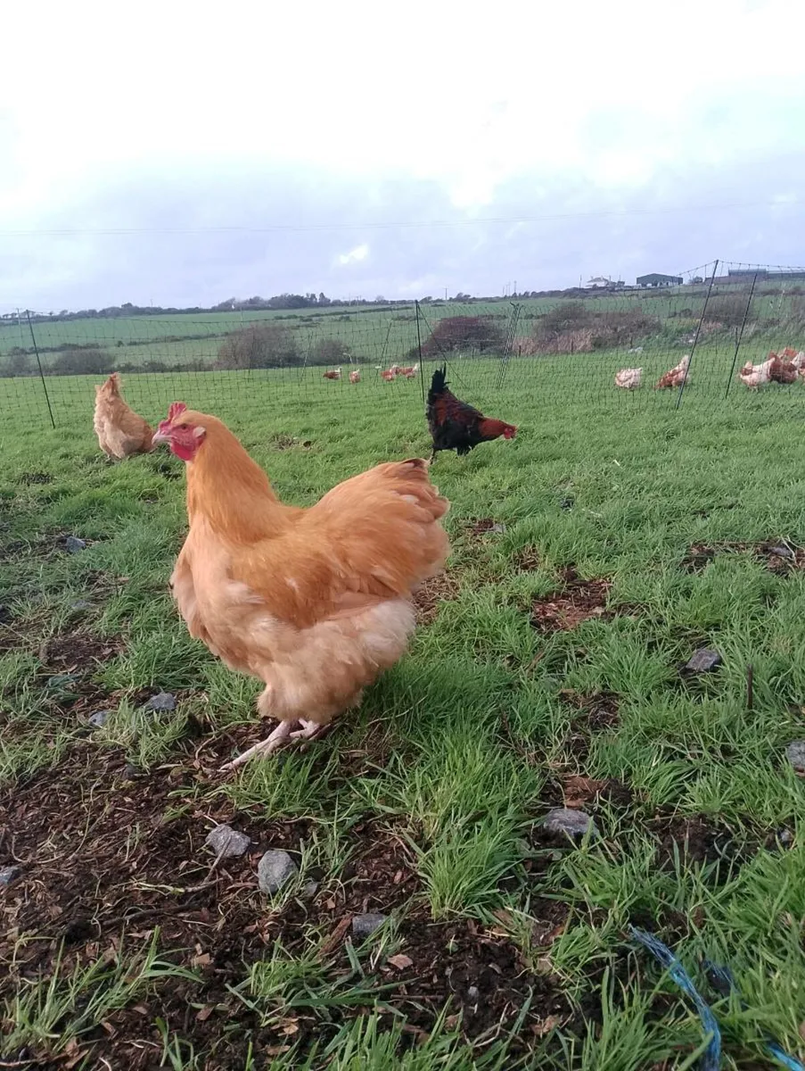 Buff Orpington and French Copper Maran roosters - Image 3