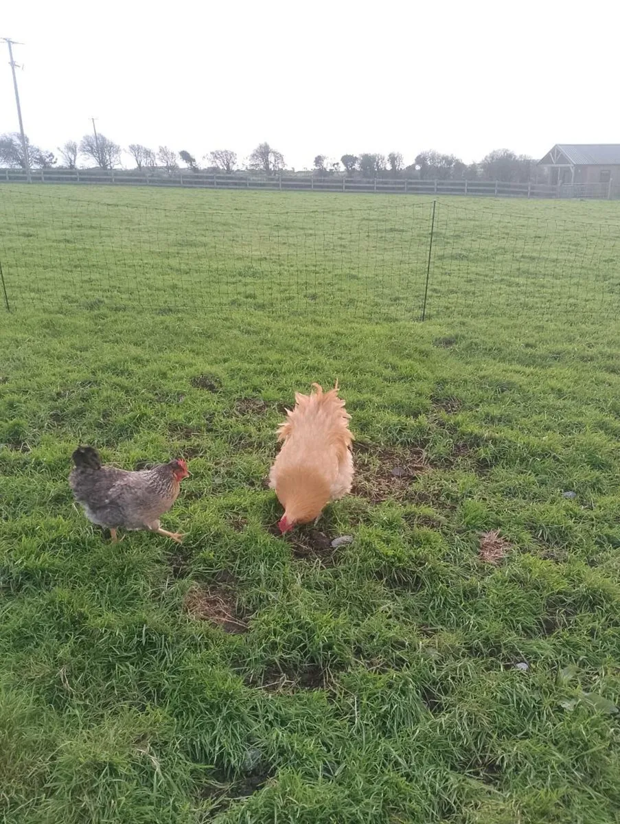 Buff Orpington and French Copper Maran roosters - Image 4