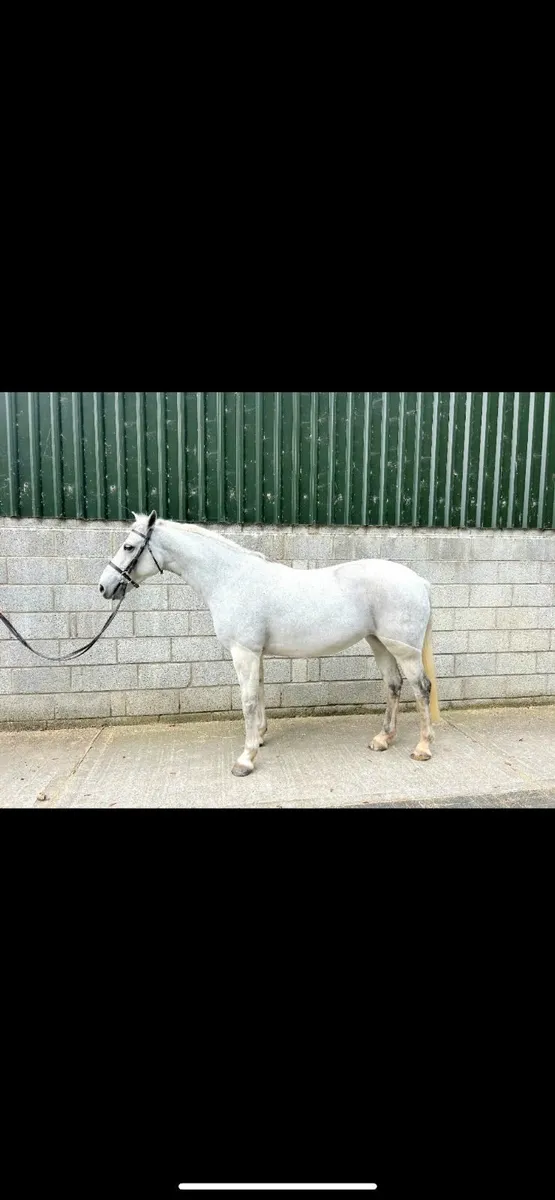 6 year old grey mare super all-rounder