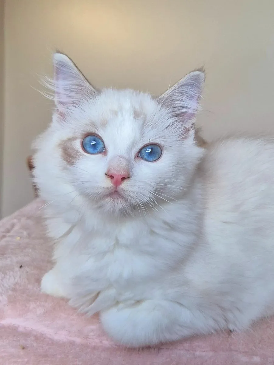 Ragdoll kittens gccf reg - Image 4