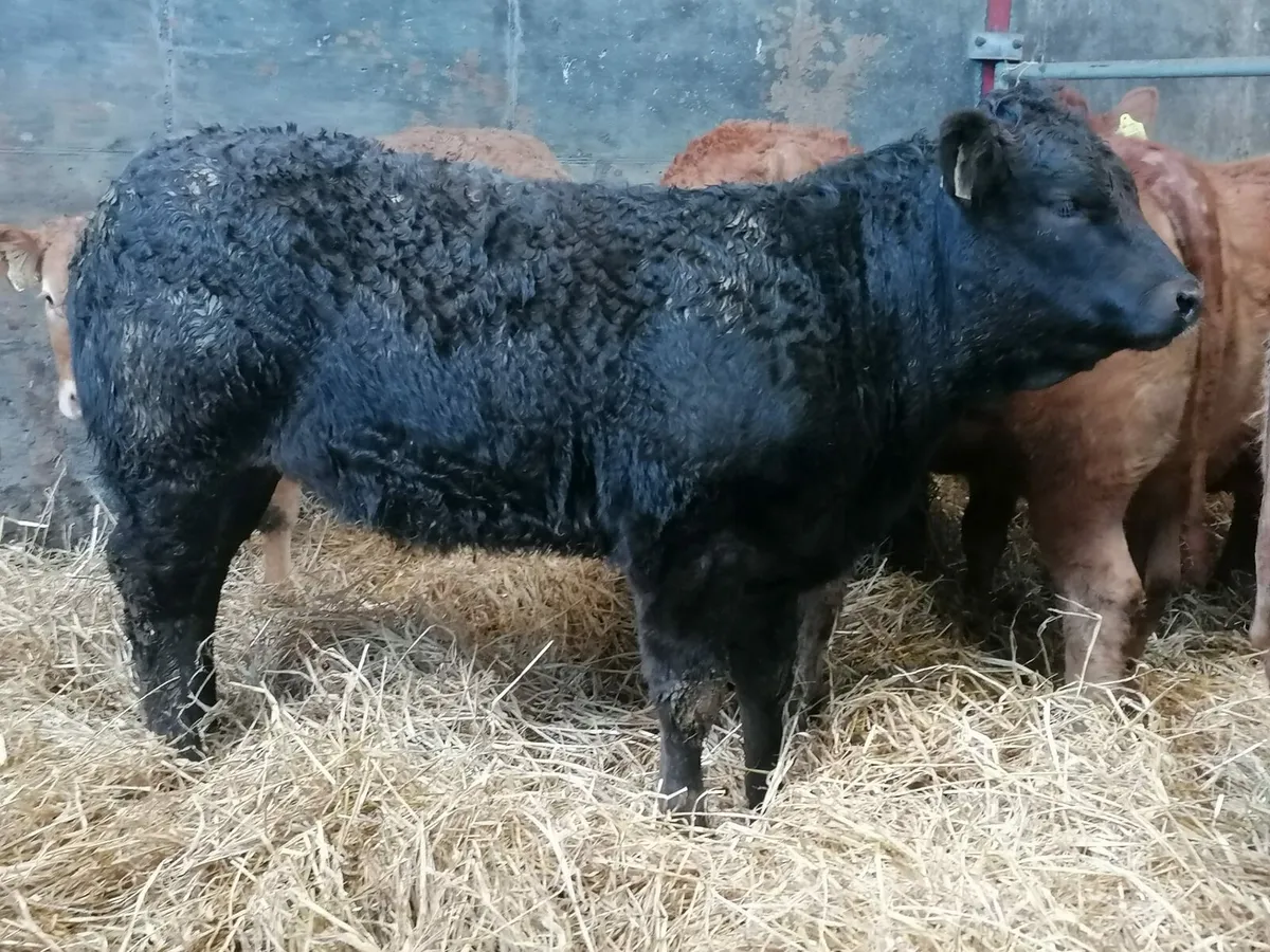 8 Top quality U  grade  LMX  Heifer's for sale - Image 3