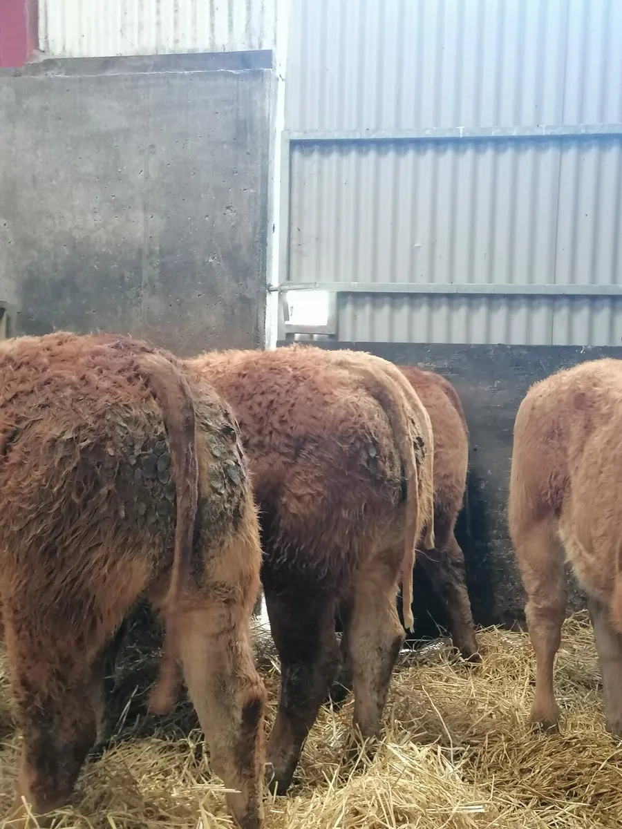 8 Top quality U  grade  LMX  Heifer's for sale - Image 4