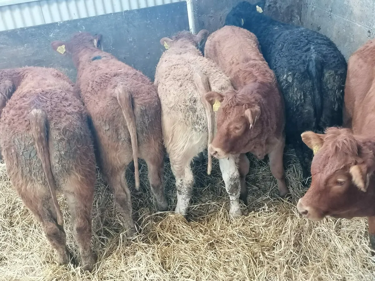 8 Top quality U  grade  LMX  Heifer's for sale - Image 1