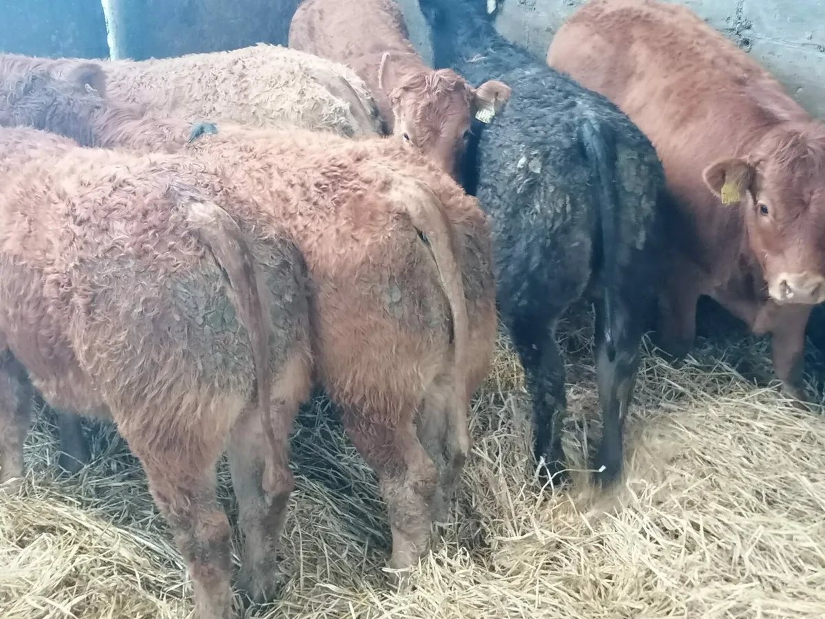 8 Top quality U  grade  LMX  Heifer's for sale - Image 2