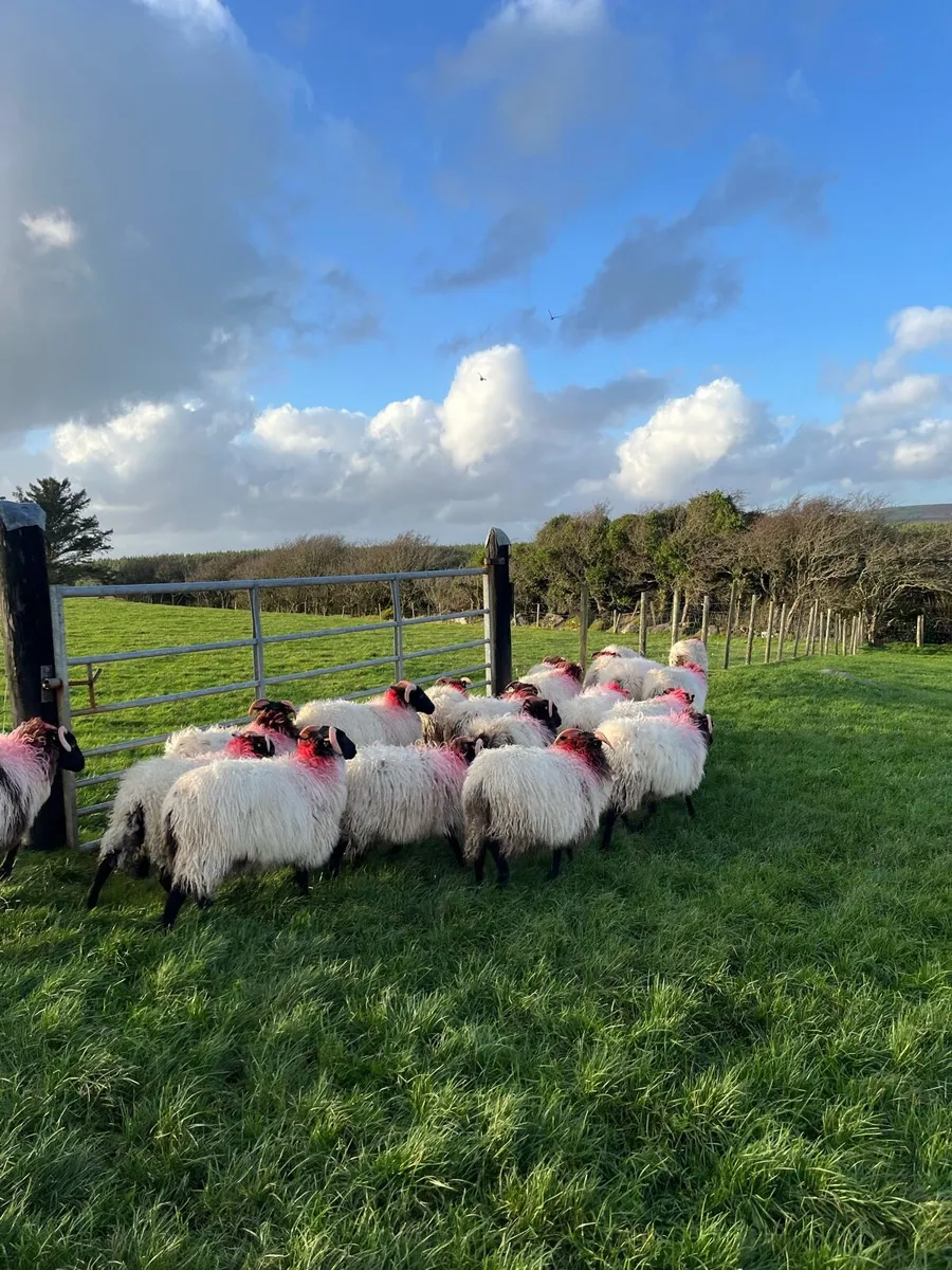 Mayo Ewe Lambs - Image 1