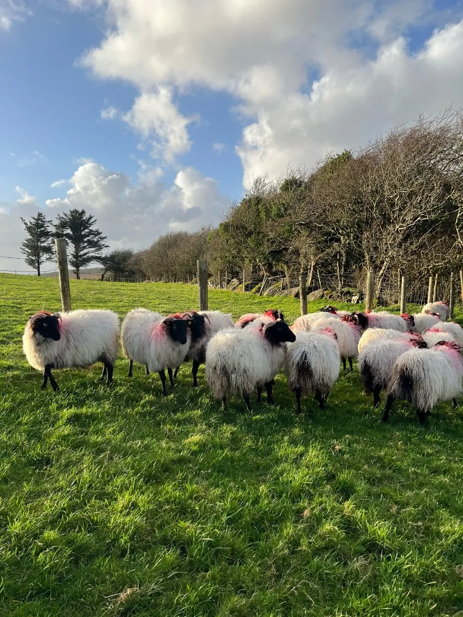 Mayo Ewe Lambs - Image 2