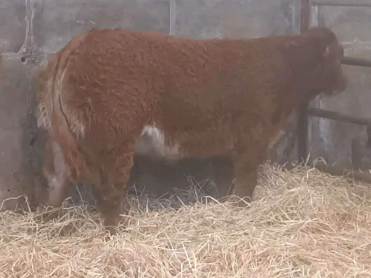 1 Top quality Show Heifer for sale - Image 1