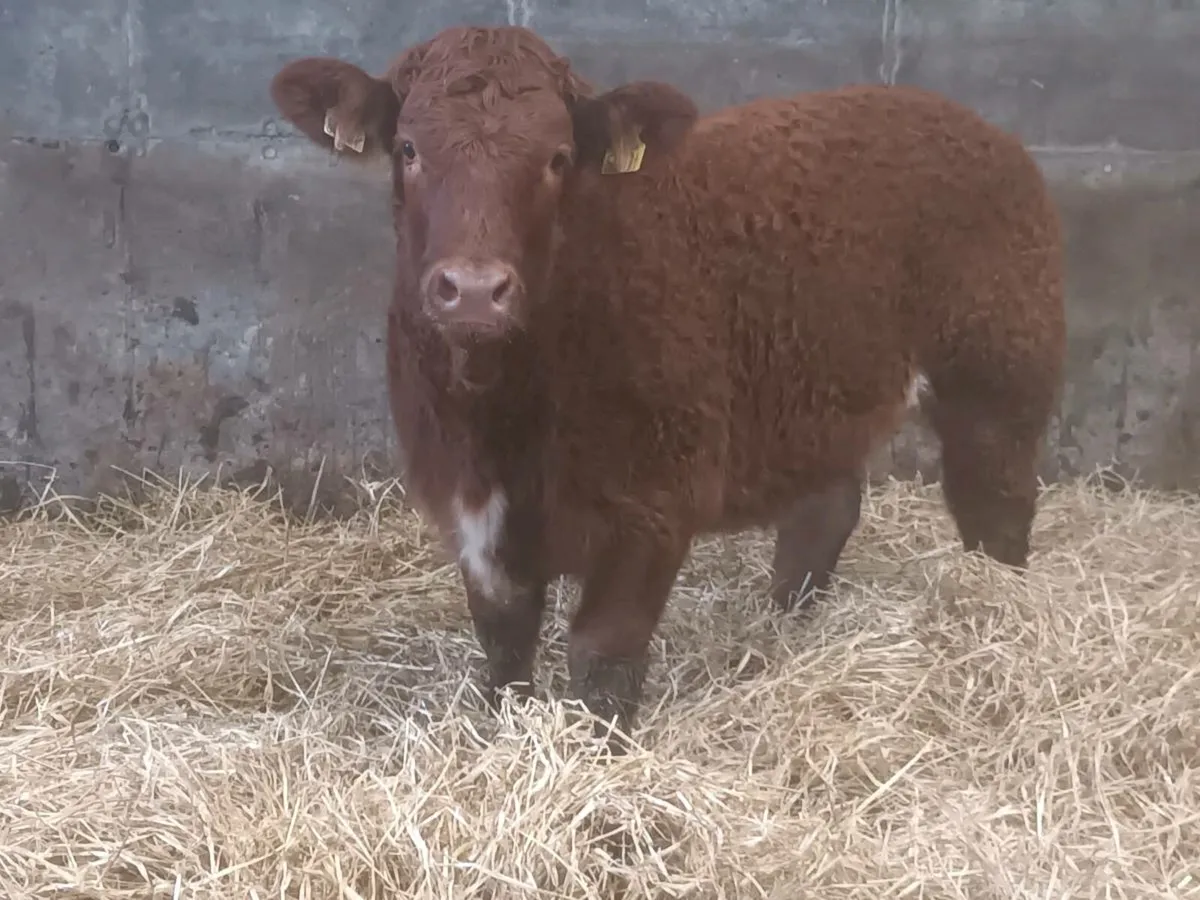 1 Top quality Show Heifer for sale - Image 2