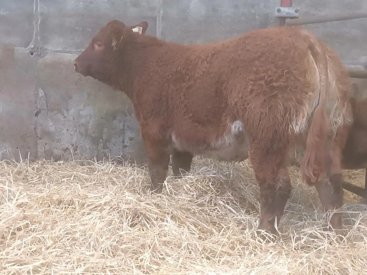 1 Top quality Show Heifer for sale - Image 3