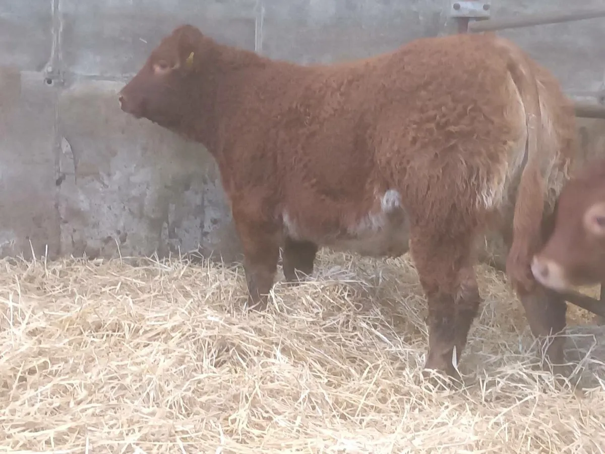 1 Top quality Show Heifer for sale - Image 4