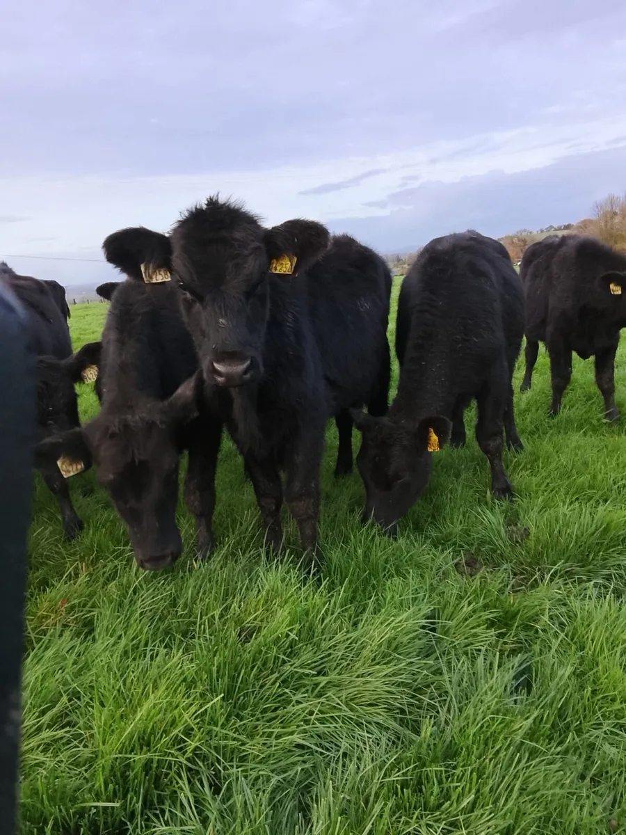 Angus bull weanlings - Image 2