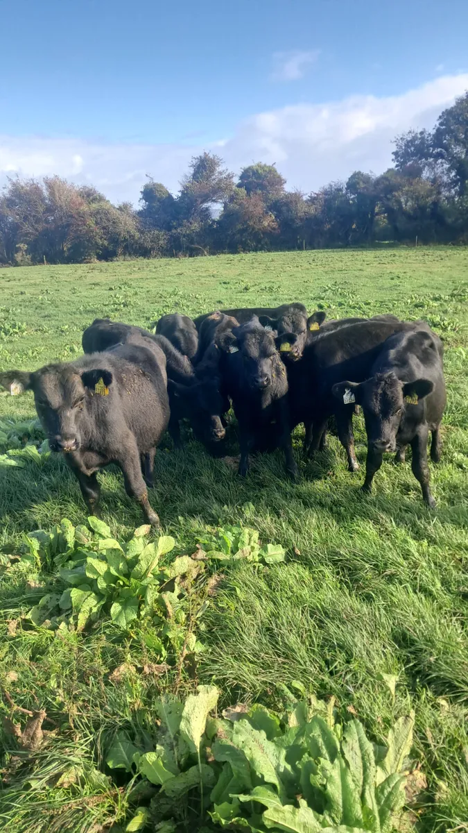 Angus bull weanlings - Image 4