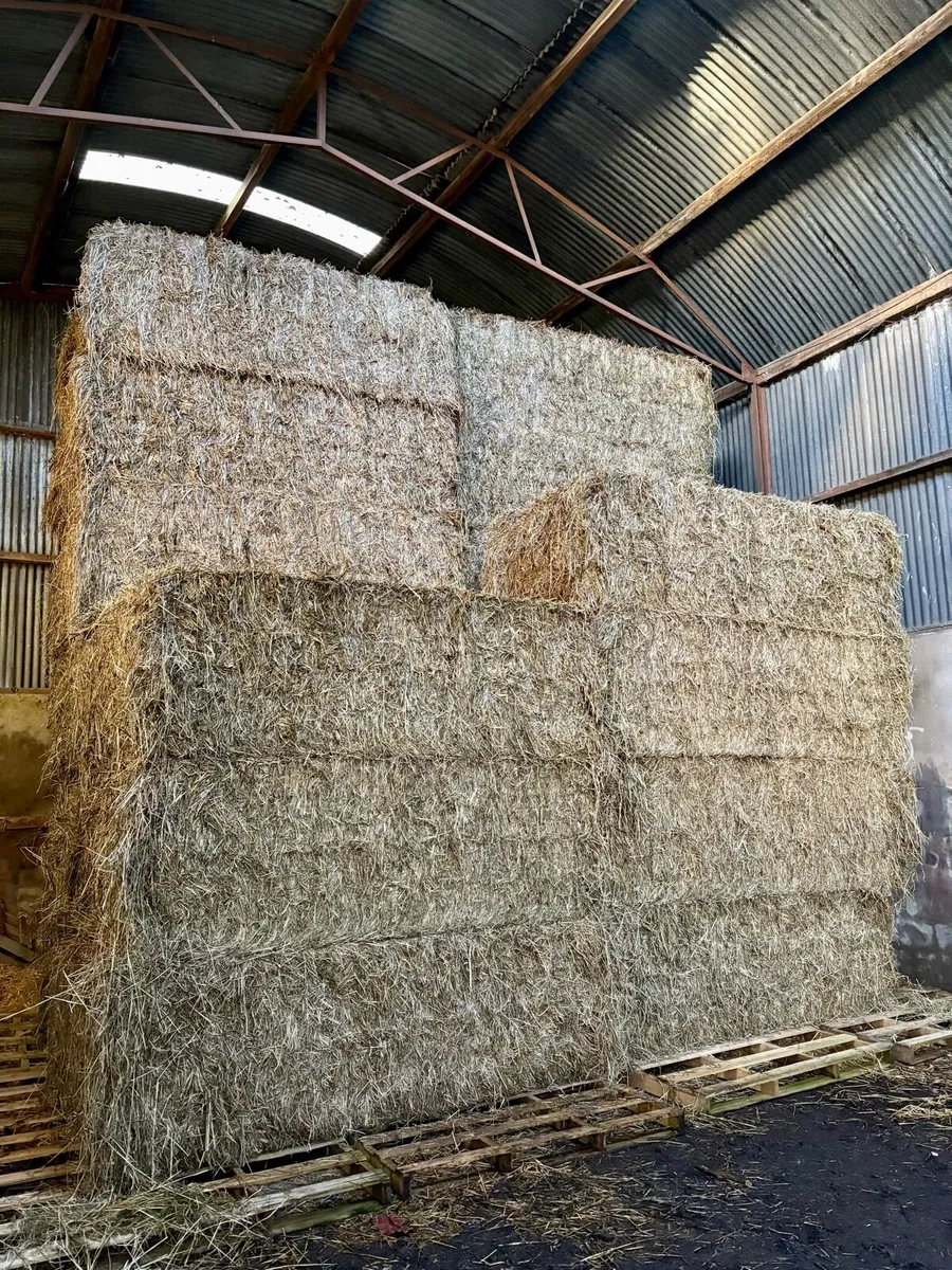 Hay - Image 2