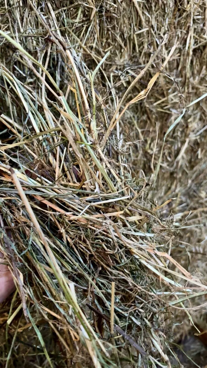 Hay - Image 3